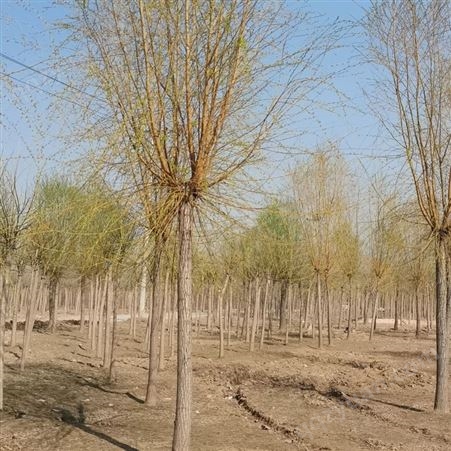 百叶苗圃 12公分金丝垂柳 喜光 较耐寒 性喜水湿 湿地绿化树
