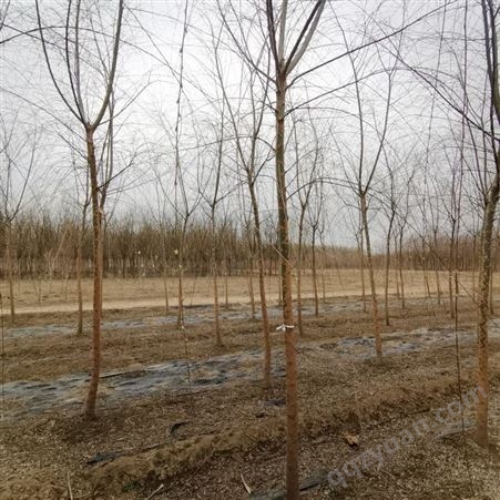 绿化苗木供应基地 6公分垂柳平头伐冒 枝条柔软 行道树