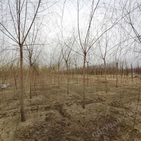 绿化苗木供应基地 6公分垂柳平头伐冒 枝条柔软 行道树