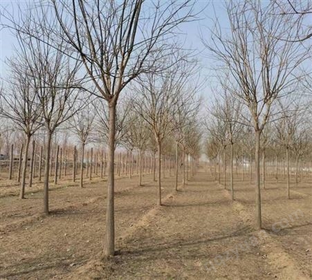 苗木供应基地 国槐适用于 湿地 护坡 小区绿化工程树