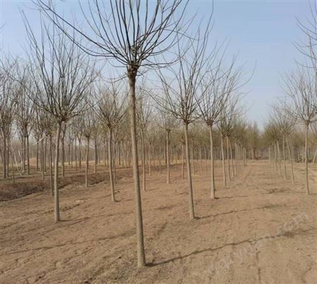 苗木供应基地 国槐适用于 湿地 护坡 小区绿化工程树