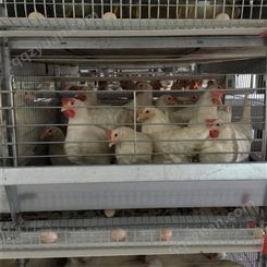 层叠式多层蛋鸡笼 成套自动化养鸡设备 结构合理