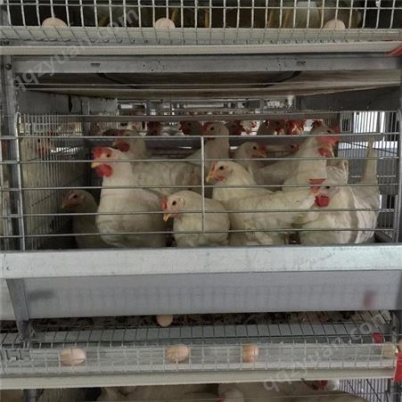 蛋鸡笼 组合阶梯式双边养殖设备 自动捡蛋不变形