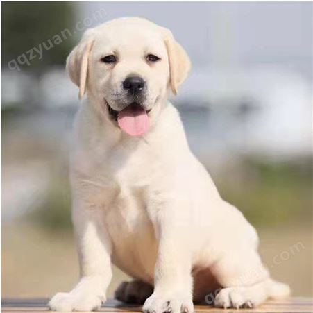 拉布拉多犬幼崽 散养育肥 成年宠物犬 抗病力强 健康活泼