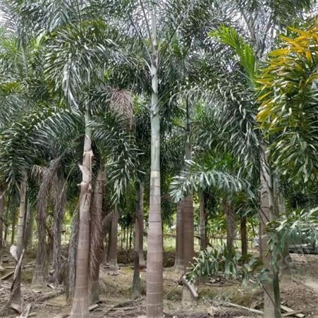 大王椰子 又名王棕 树形挺拔 雄伟壮观 茎干中部膨大 可列植作行道树