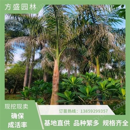大王椰子 又名王棕 树形挺拔 雄伟壮观 茎干中部膨大 可列植作行道树